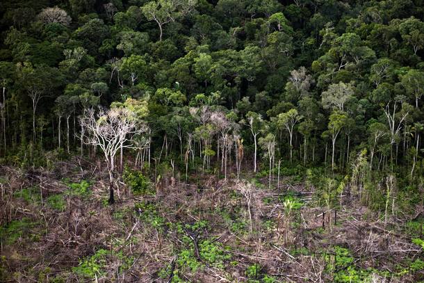 Mapeamento do governo não identifica recuo da floresta secundária